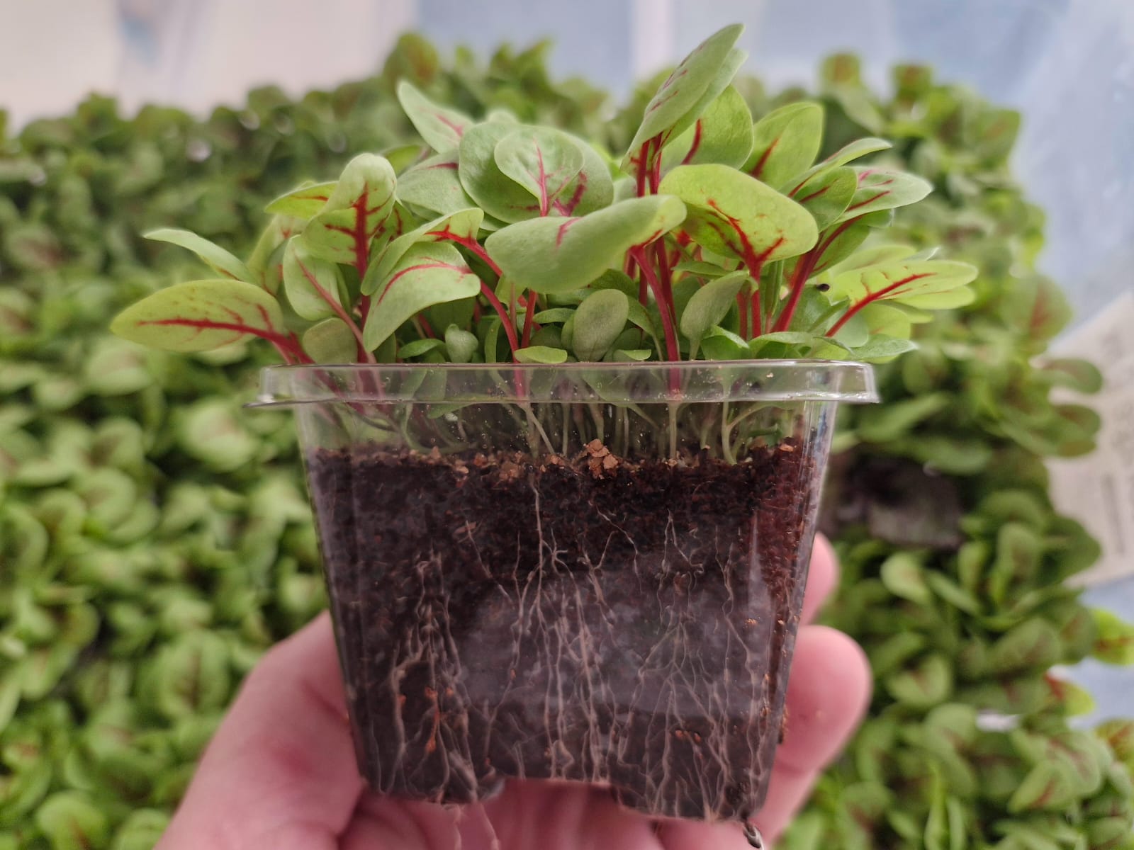 WhatsApp Image 2025-02-02 at 10.17.20